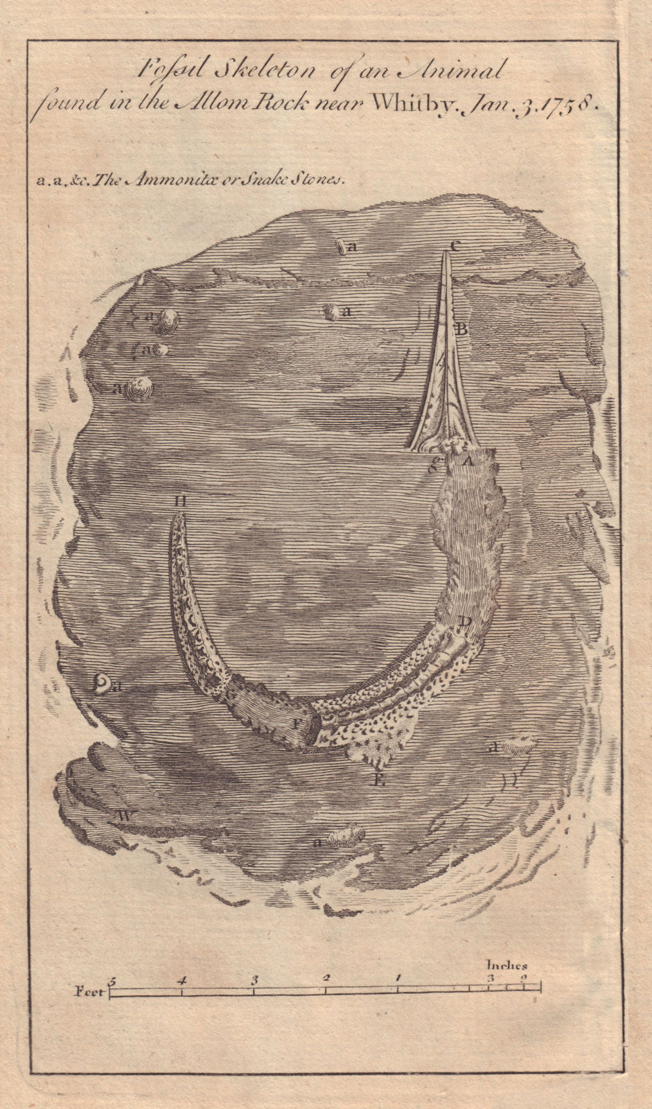 Fossil skeleton of a supposed alligator found near Whitby. GENTS MAG 1760